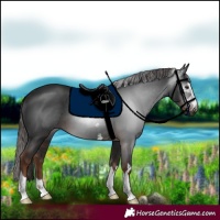 Horse Color:Gray Liver Chestnut 