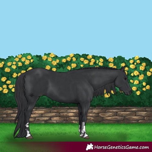 Horse Color:Black  and Black 