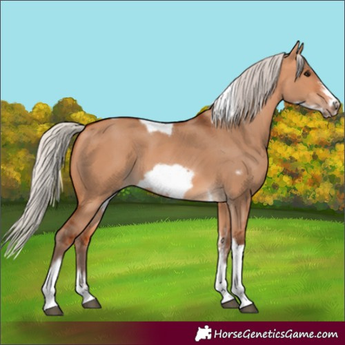 Horse Color:Silver Bay Dun Sabino Tobiano Frame Rabicano