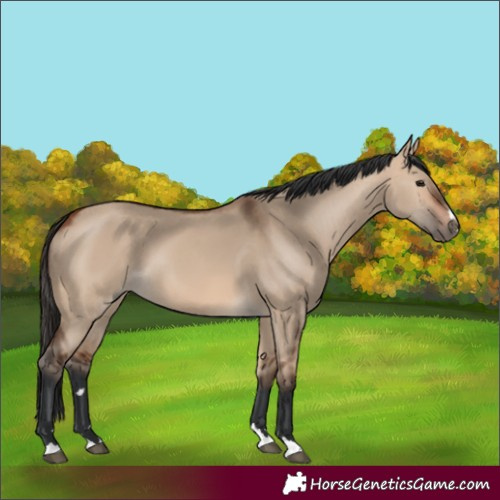 Horse Color:Bay Dun
