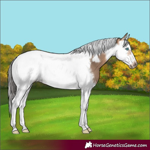 Horse Color:Bay Dun Splash Tobiano Frame 