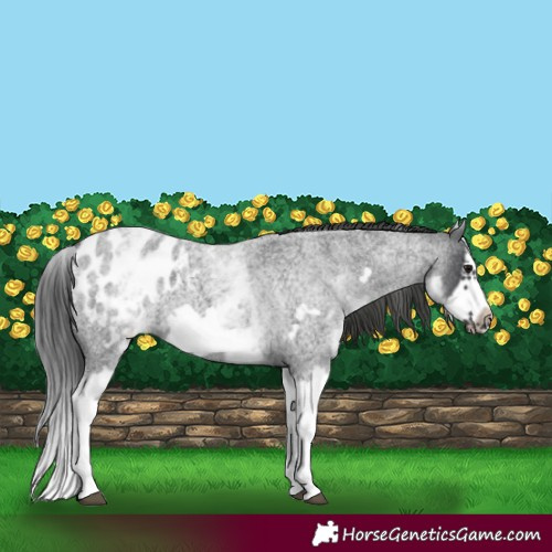 Horse Color:White Spotted Blue Roan Splash Frame Appaloosa 