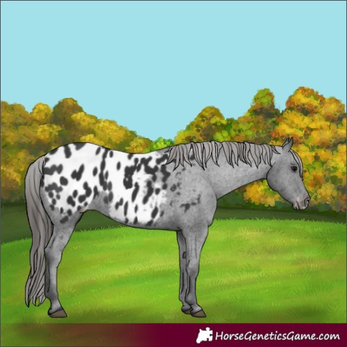 Horse Color:Black Appaloosa Rabicano 
