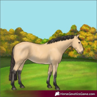 Horse Color:Buckskin 