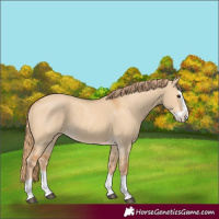 Horse Color:Red Dun Splash