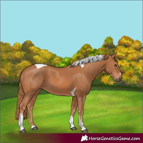 Horse Color:Chestnut Tobiano