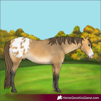 Horse Color:Buckskin Sabino Appaloosa Rabicano