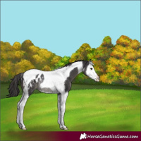 Horse Color:Smoky Black Splash Tobiano Appaloosa Rabicano