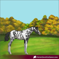 Horse Color:Black Tobiano Appaloosa Rabicano 