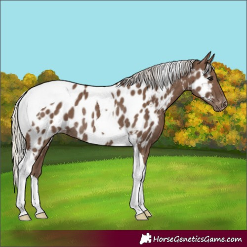 Horse Color:Silver Black Tobiano Appaloosa Rabicano 