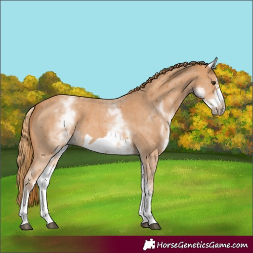 Horse Color:White Spotted Chestnut Sabino Frame 