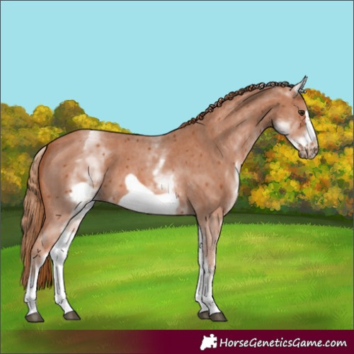 Horse Color:White Spotted Chestnut Sabino Frame