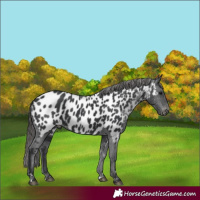 Horse Color:Black Appaloosa 