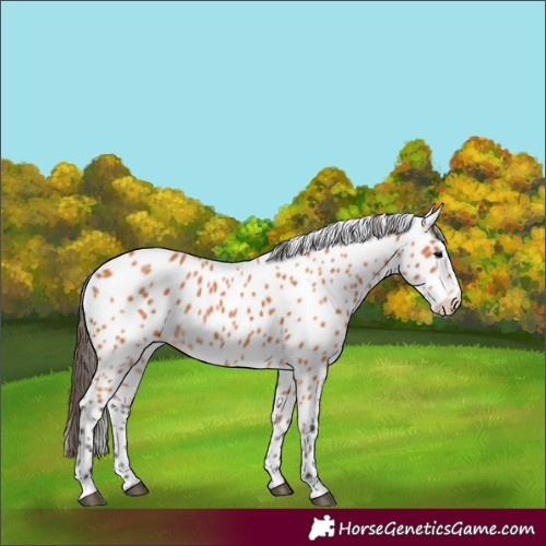 Horse Color:Bay Appaloosa