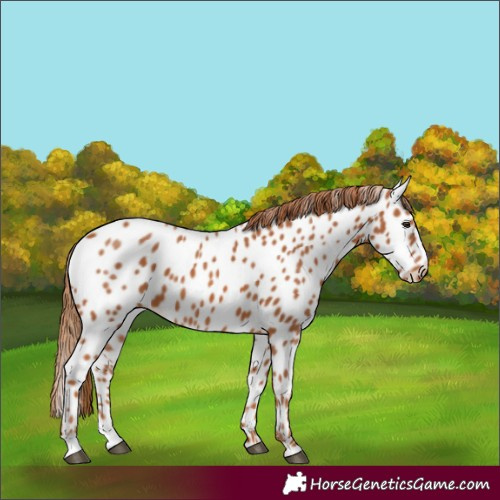 Horse Color:Chestnut Near Leopard 