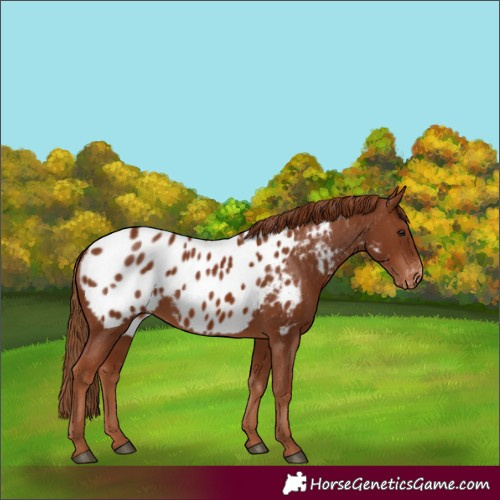 Horse Color:Chestnut Appaloosa