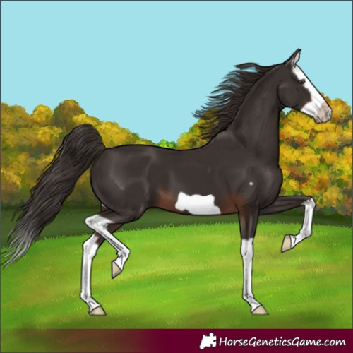 Horse Color:Liver Chestnut Splash Frame 