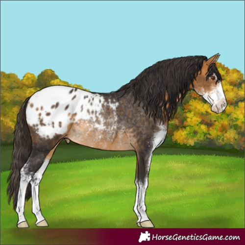 Horse Color:Buckskin Sabino Appaloosa Rabicano 