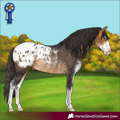 Horse Color:Buckskin Sabino Appaloosa Rabicano 