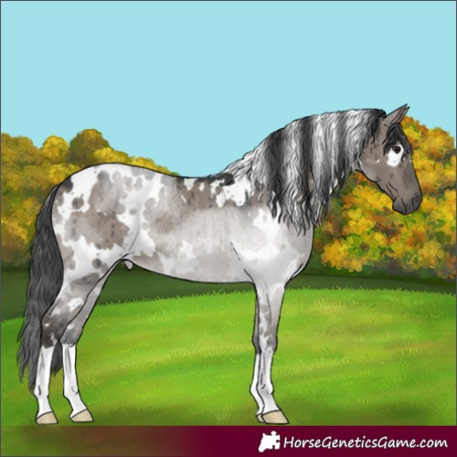 Horse Color:White Spotted Grullo Rabicano Brindle 