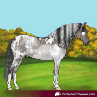 Horse Color:White Spotted Grullo Rabicano Brindle