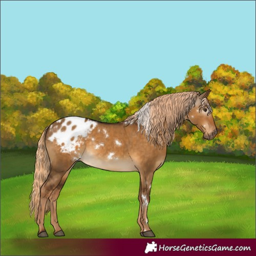 Horse Color:Gray White Spotted Chocolate Palomino Dun Appaloosa 