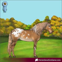 Horse Color:Gray White Spotted Chocolate Palomino Dun Appaloosa 