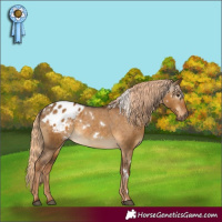 Horse Color:Gray White Spotted Chocolate Palomino Dun Appaloosa 