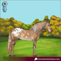 Horse Color:Gray White Spotted Chocolate Palomino Dun Appaloosa