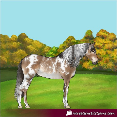 Horse Color:Gray White Spotted Liver Red Dun Rabicano 
