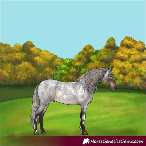 Horse Color:Gray White Spotted Silver Brown Roan 