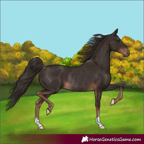 Horse Color:Liver Chestnut Rabicano 