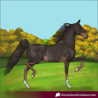 Horse Color:Liver Chestnut Rabicano