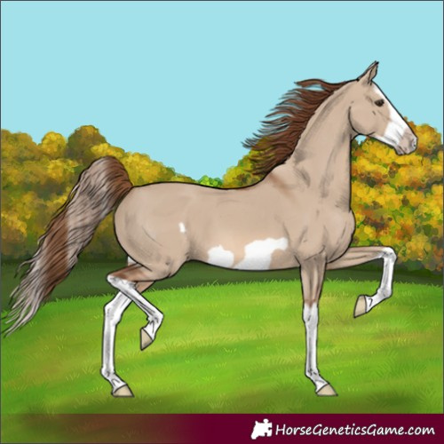 Horse Color:Red Dun Splash Frame 