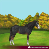Horse Color:Gray Liver Chestnut