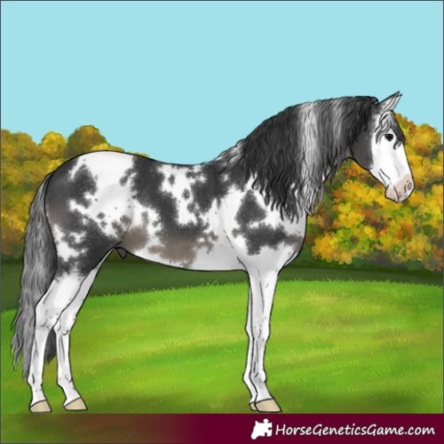 Horse Color:White Spotted Black Splash