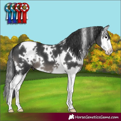 Horse Color:White Spotted Black Splash 