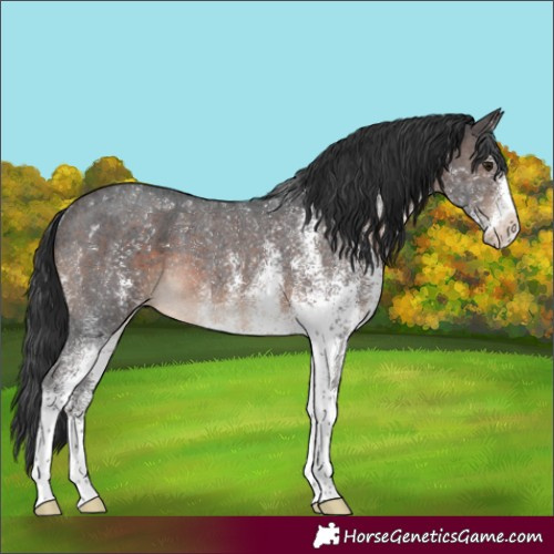 Horse Color:White Spotted Brown Rabicano 