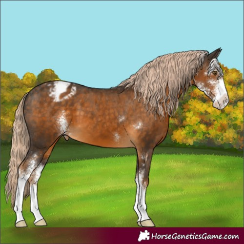 Horse Color:Chocolate Palomino Sabino Appaloosa 