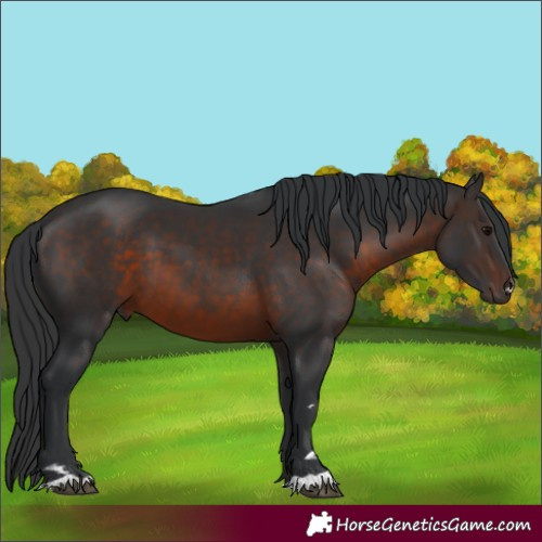 Horse Color:Brown 