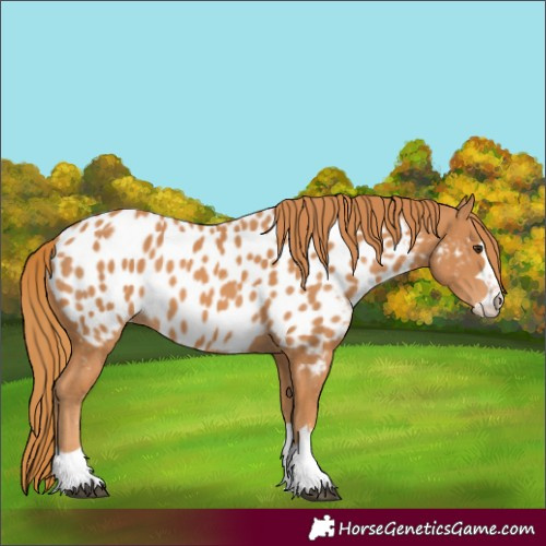 Horse Color:Chestnut Appaloosa