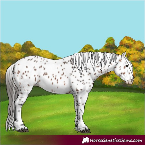 Horse Color:Bay Appaloosa 
