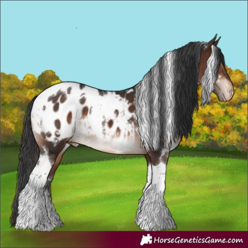 Horse Color:White Spotted Brown Tobiano Appaloosa 
