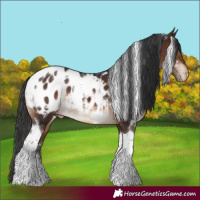 Horse Color:White Spotted Brown Tobiano Appaloosa