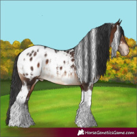 Horse Color:White Spotted Brown Tobiano Blanket 
