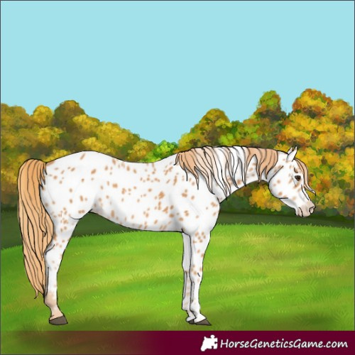 Horse Color:Chestnut Near Leopard 