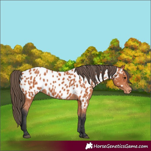 Horse Color:Bay Near Leopard