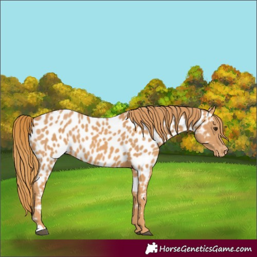 Horse Color:Chestnut Near Leopard
