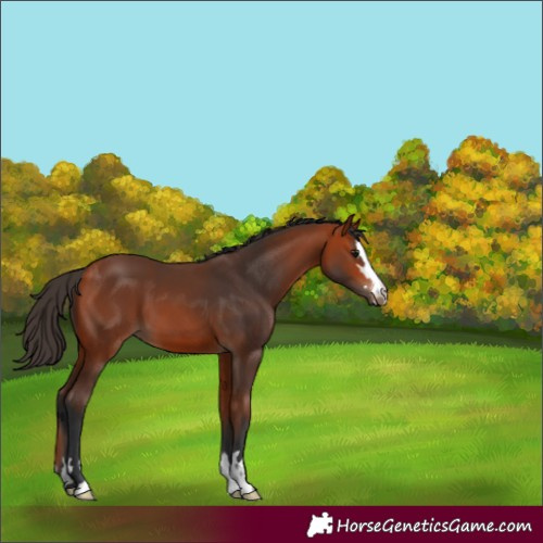 Horse Color:Bay 