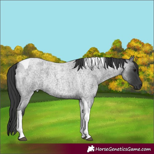 Horse Color:Blue Roan Tobiano 